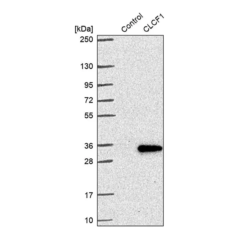 Merck Anti-CLCF1 antibody produced in rabbit