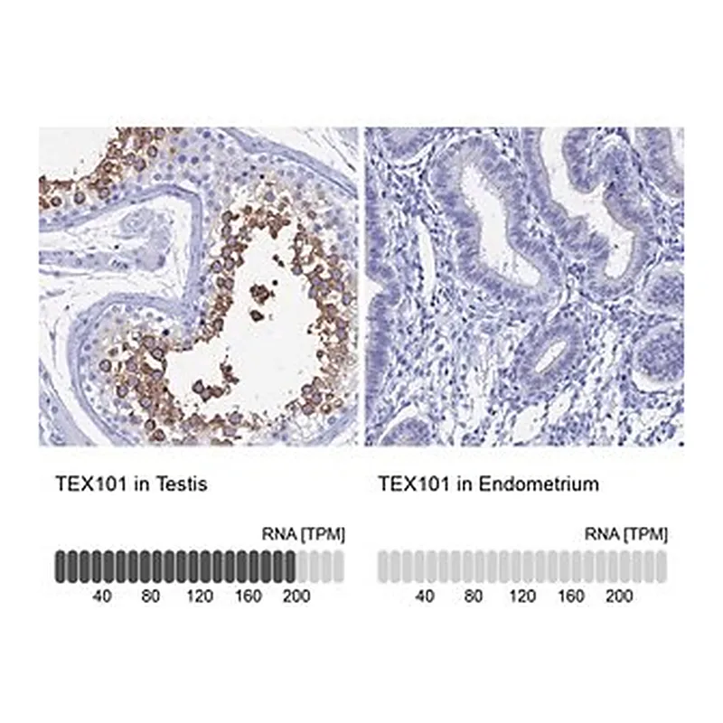 Merck Anti-TEX101 antibody produced in rabbit