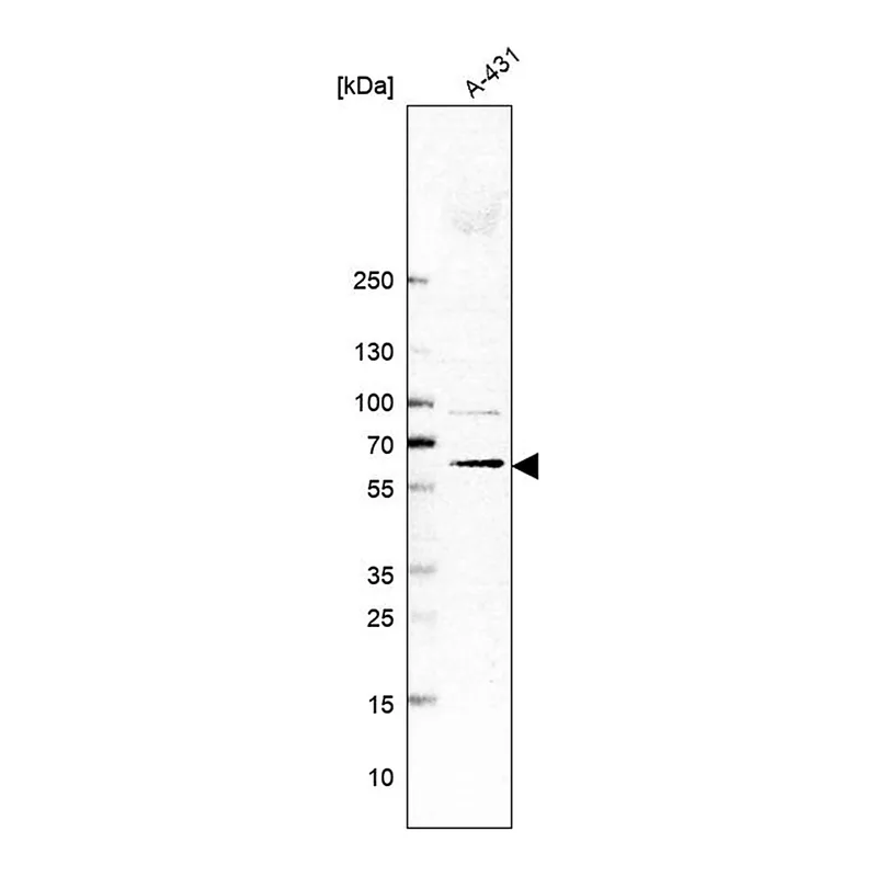 Merck Anti-TMEM259 antibody produced in rabbit