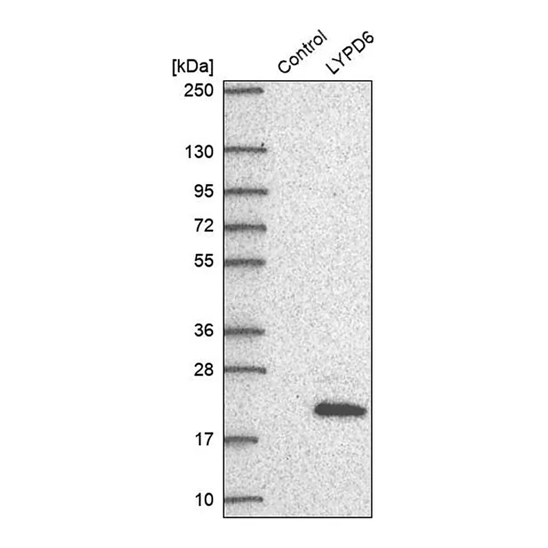 Merck Anti-LYPD6 antibody produced in rabbit