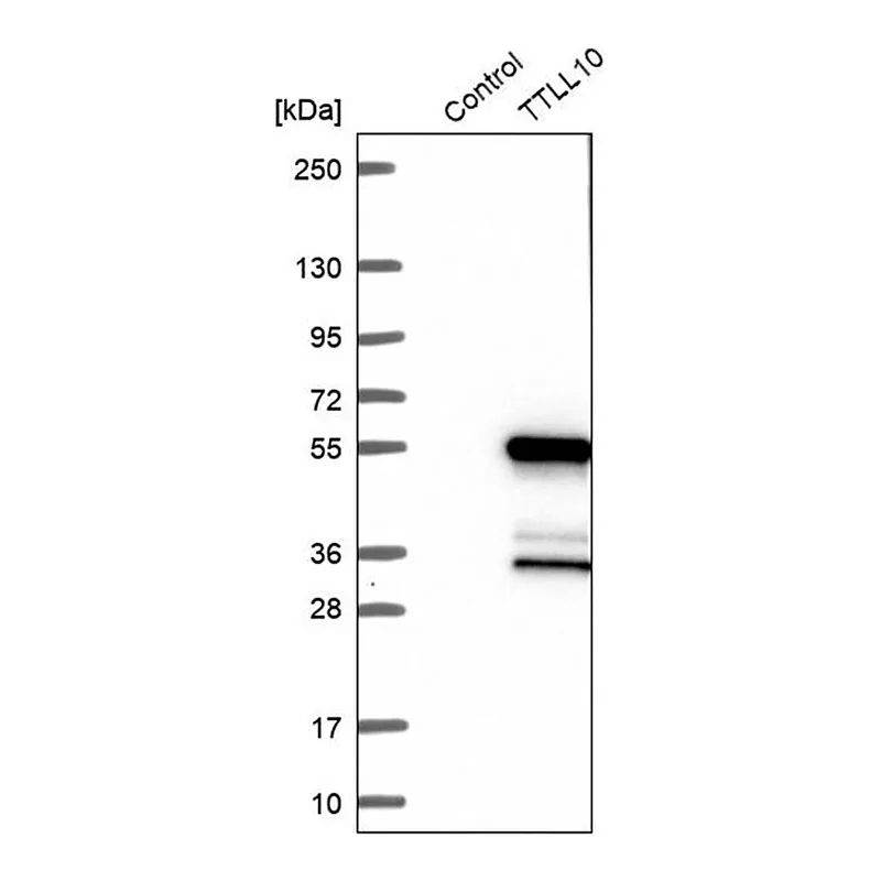 Merck Anti-TTLL10 antibody produced in rabbit