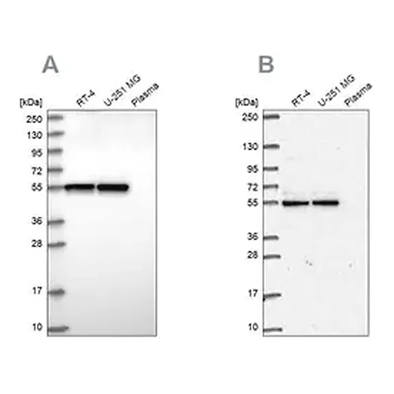 Merck Anti-GRWD1 antibody produced in rabbit