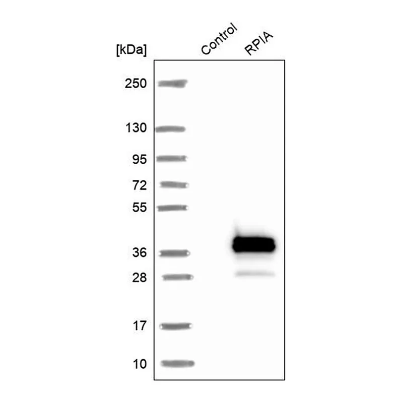 Merck Anti-RPIA antibody produced in rabbit