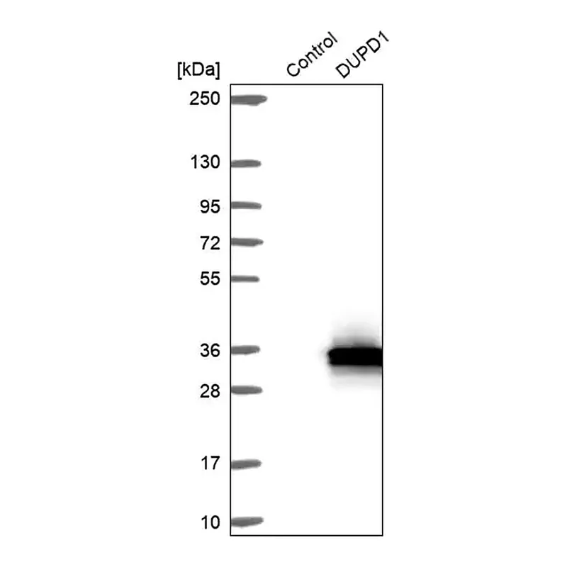 Merck Anti-DUPD1 antibody produced in rabbit