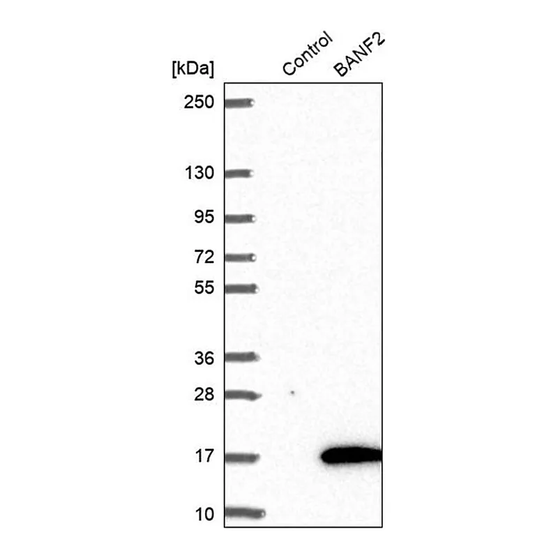 Merck Anti-BANF2 antibody produced in rabbit