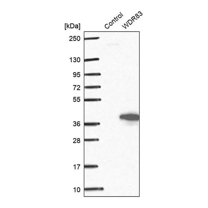Merck Anti-WDR83 antibody produced in rabbit