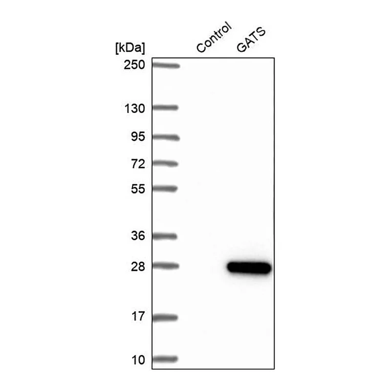 Merck Anti-GATS antibody produced in rabbit