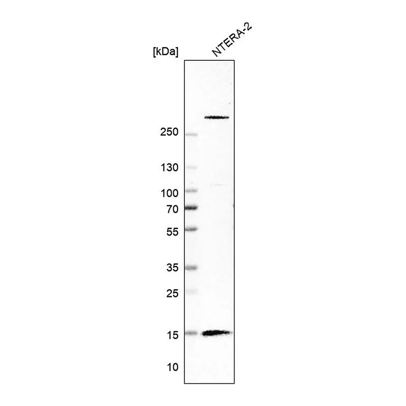 Merck Anti-ISCA1 antibody produced in rabbit
