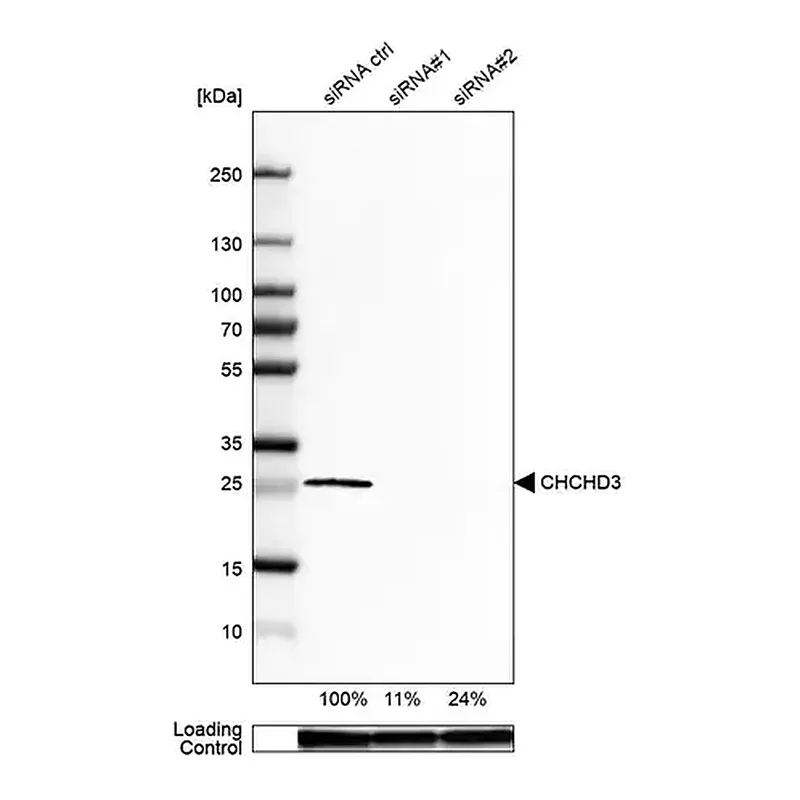 Merck Anti-CHCHD3 antibody produced in rabbit