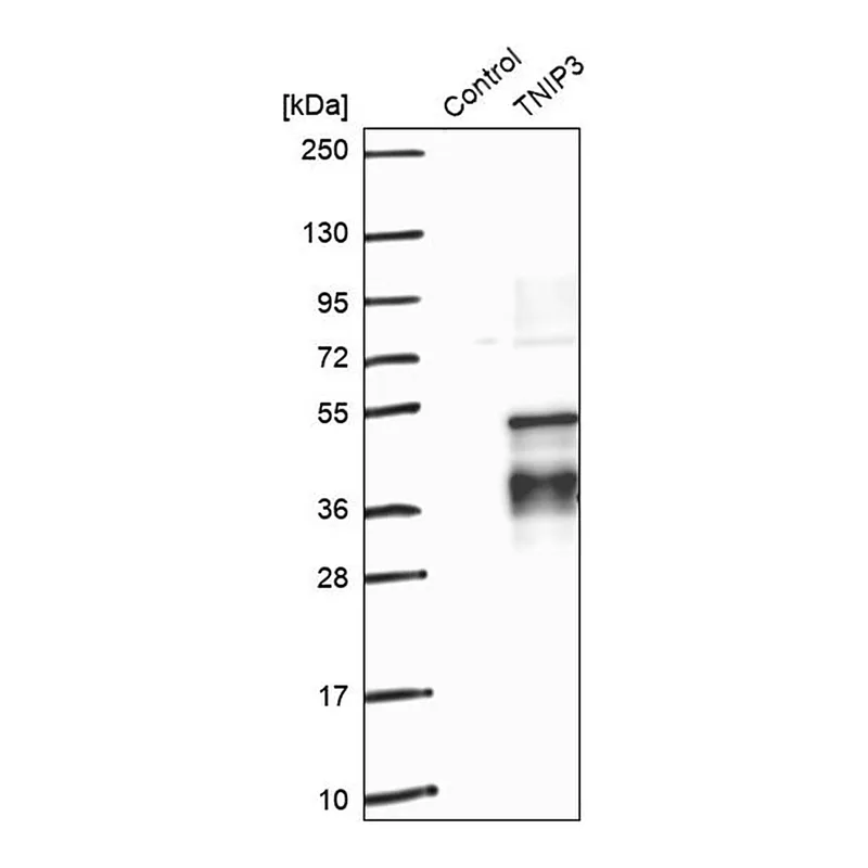 Merck Anti-TNIP3 antibody produced in rabbit
