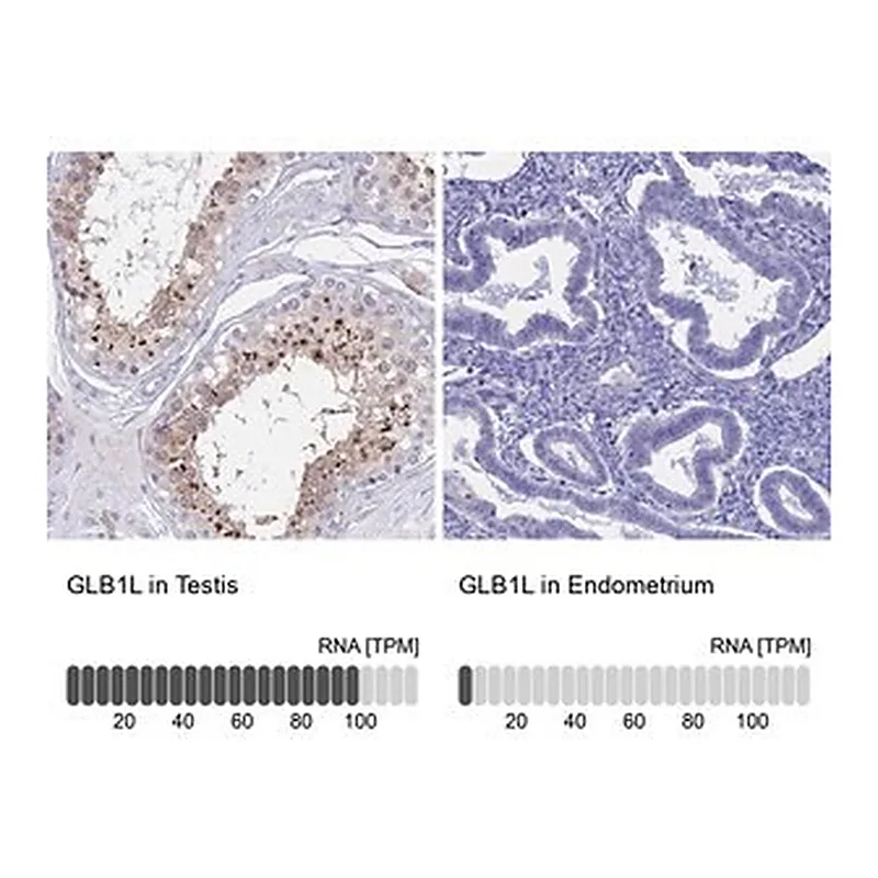 Merck Anti-GLB1L antibody produced in rabbit