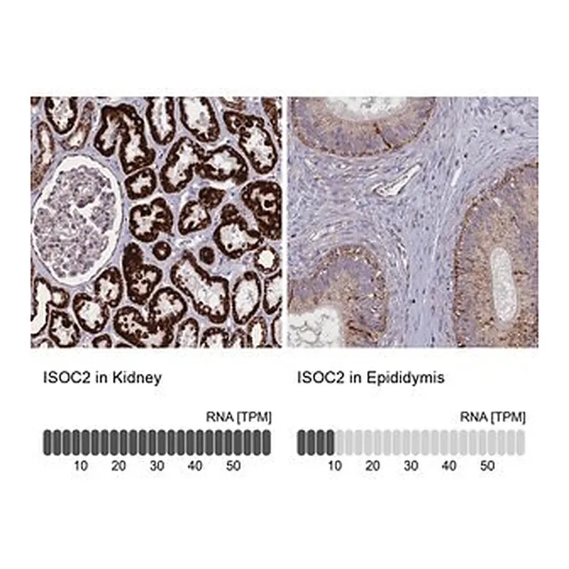 Merck Anti-ISOC2 antibody produced in rabbit