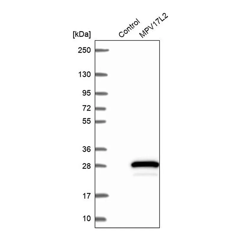 Merck Anti-MPV17L2 antibody produced in rabbit