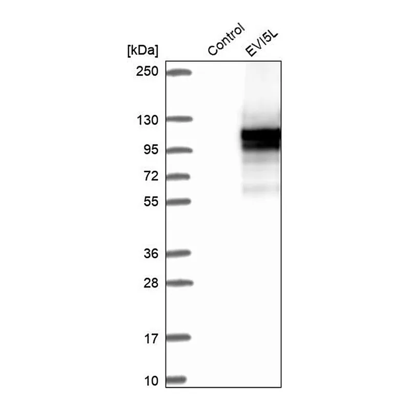 Merck Anti-EVI5L antibody produced in rabbit