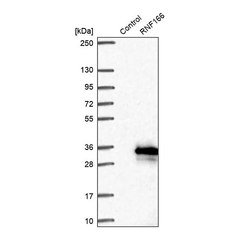 Merck Anti-RNF166 antibody produced in rabbit
