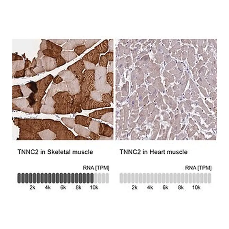 Merck Anti-TNNC2 antibody produced in rabbit
