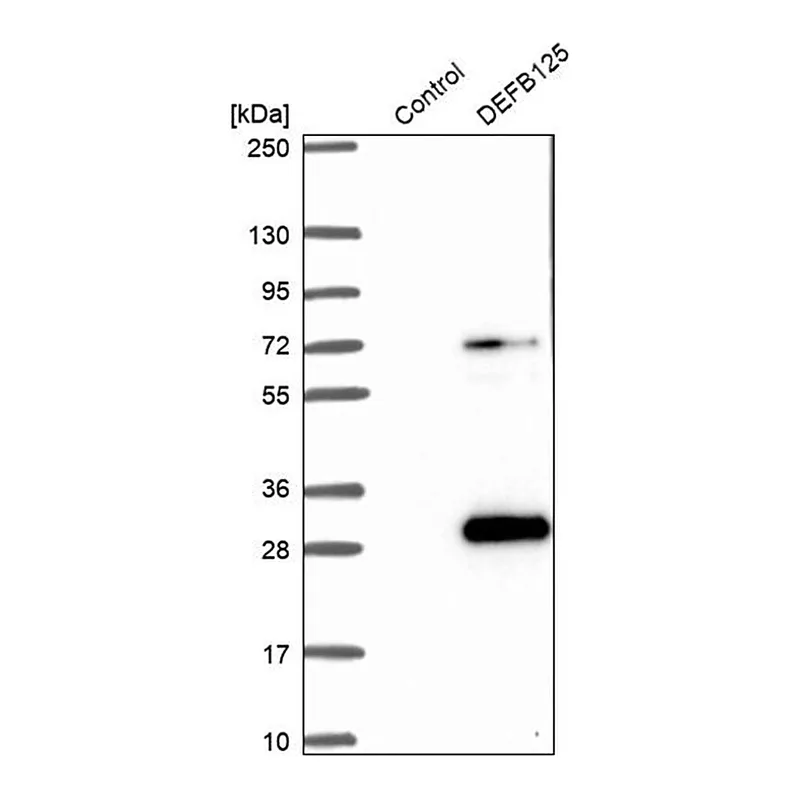 Merck Anti-DEFB125 antibody produced in rabbit