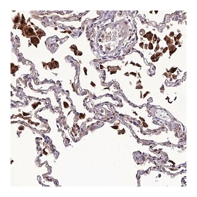 Merck Anti-IRAK3 antibody produced in rabbit