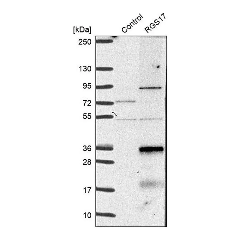 Merck Anti-RGS17 antibody produced in rabbit