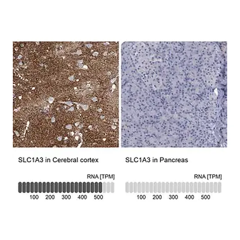 Merck Anti-SLC1A3 antibody produced in rabbit