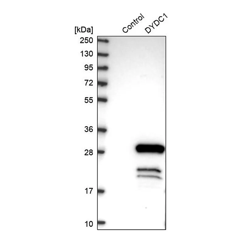 Merck Anti-DYDC1 antibody produced in rabbit