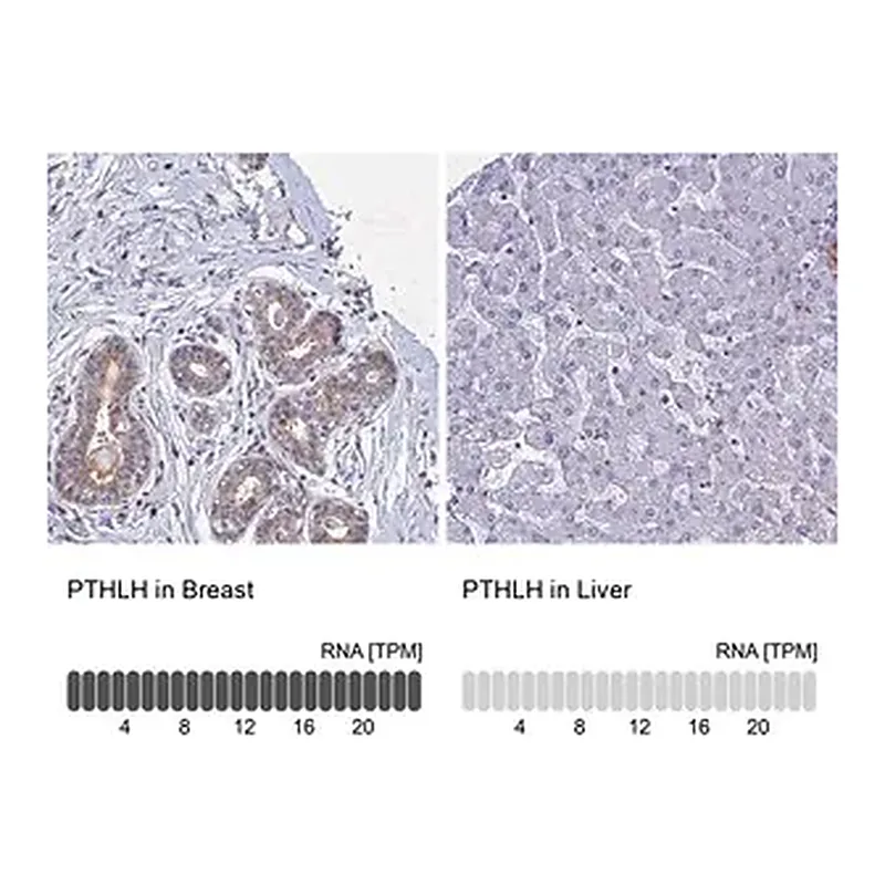 Merck Anti-PTHLH antibody produced in rabbit
