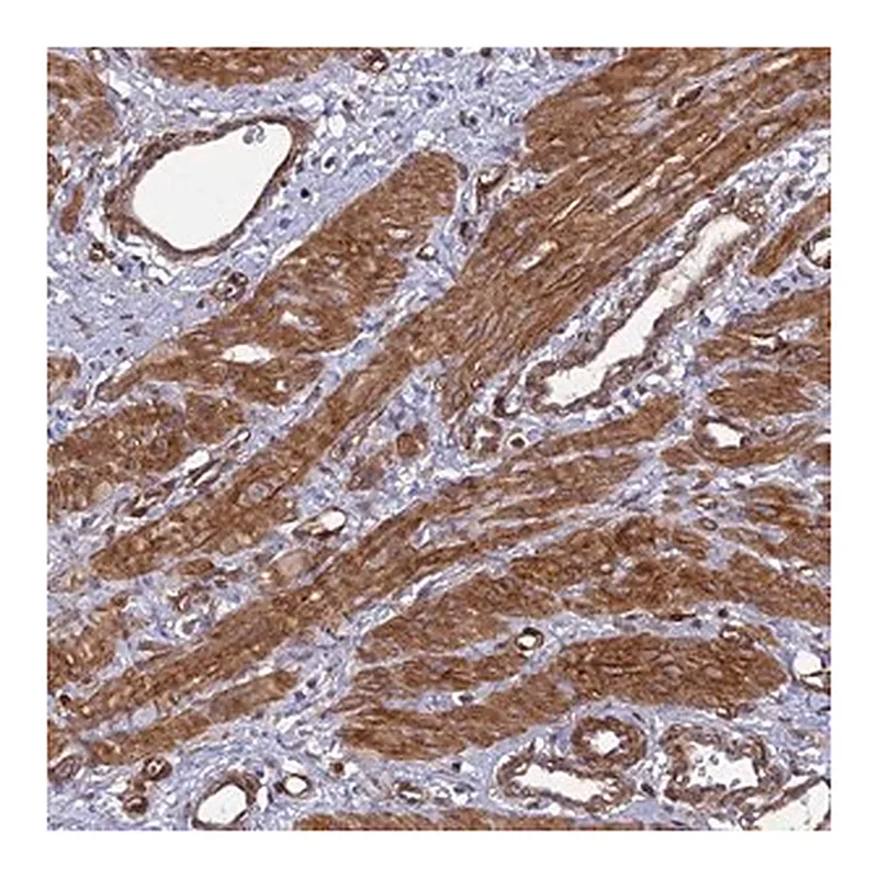 Merck Anti-TNS1 antibody produced in rabbit