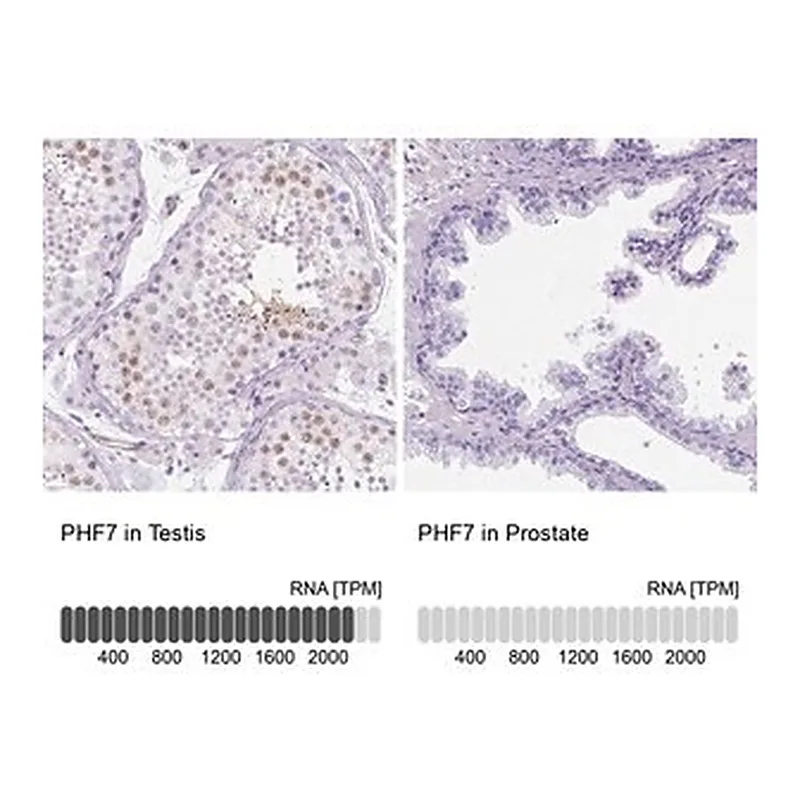 Merck Anti-PHF7 antibody produced in rabbit