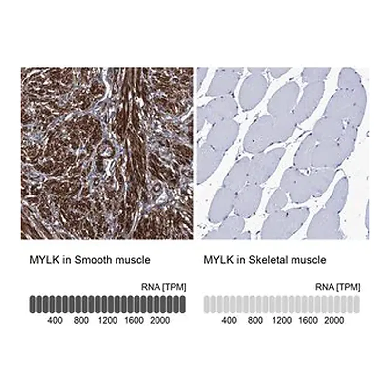 Merck Anti-MYLK antibody produced in rabbit