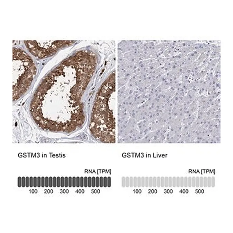 Merck Anti-GSTM3 antibody produced in rabbit