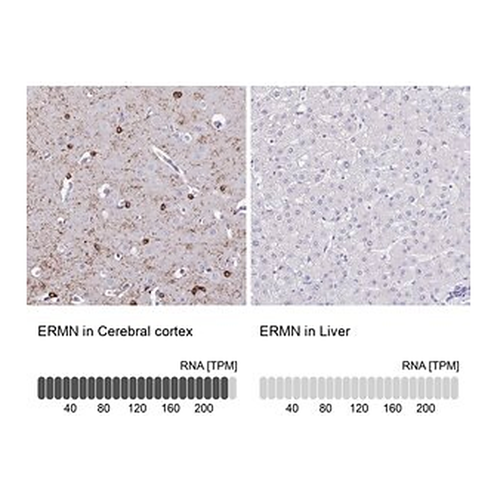 Merck Anti-ERMN antibody produced in rabbit