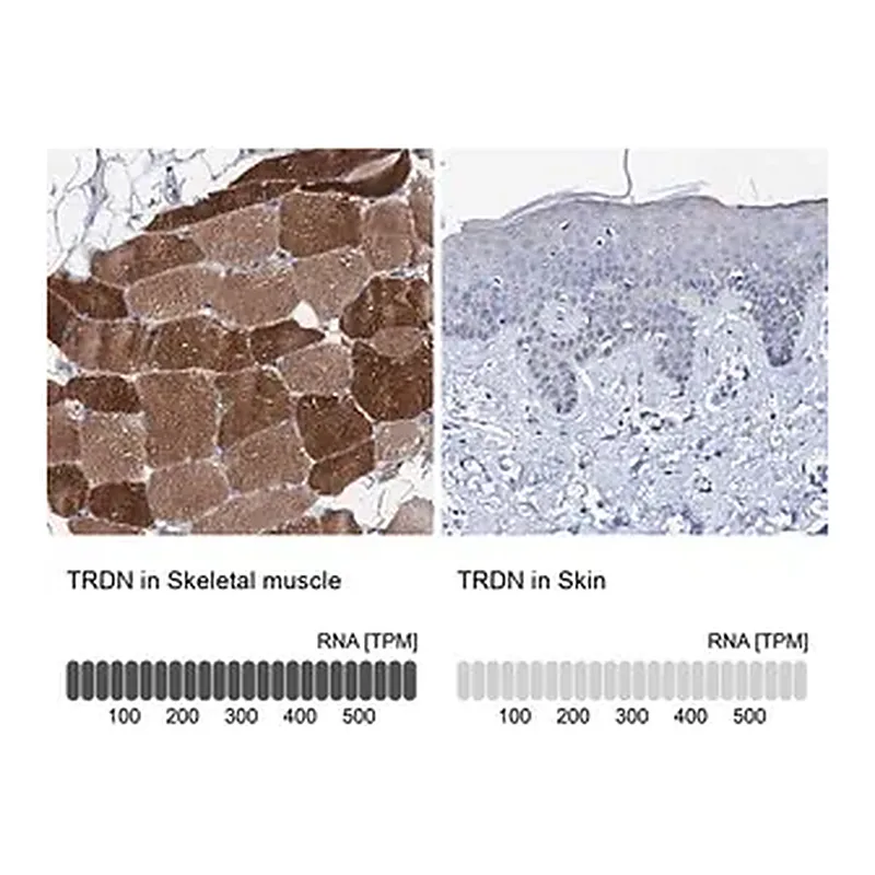 Merck Anti-TRDN antibody produced in rabbit