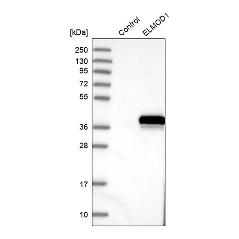 Merck Anti-ELMOD1 antibody produced in rabbit
