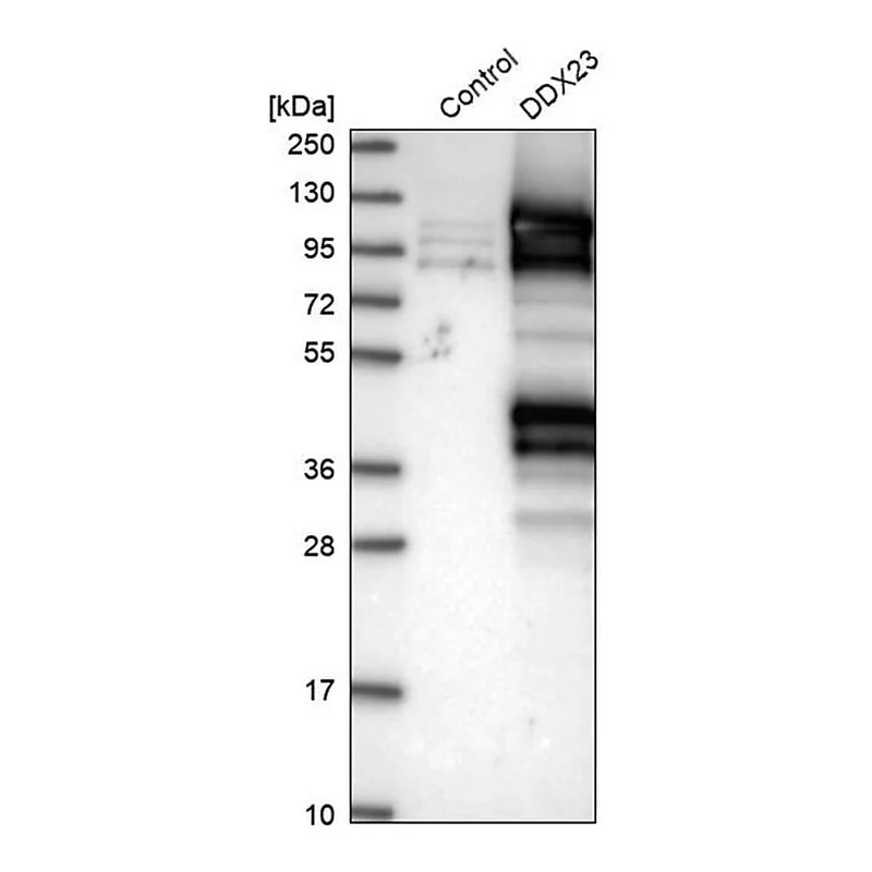 Merck Anti-DDX23 antibody produced in rabbit