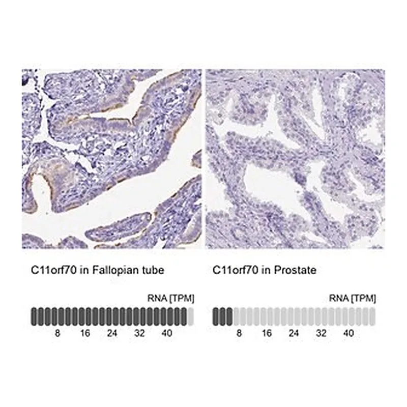 Merck Anti-C11orf70 antibody produced in rabbit