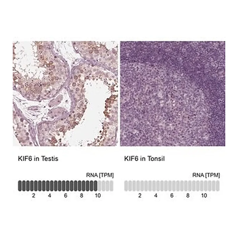 Merck Anti-KIF6 antibody produced in rabbit