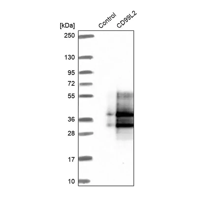 Merck Anti-CD99L2 antibody produced in rabbit