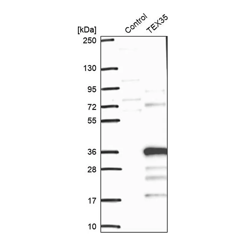 Merck Anti-TEX35 antibody produced in rabbit