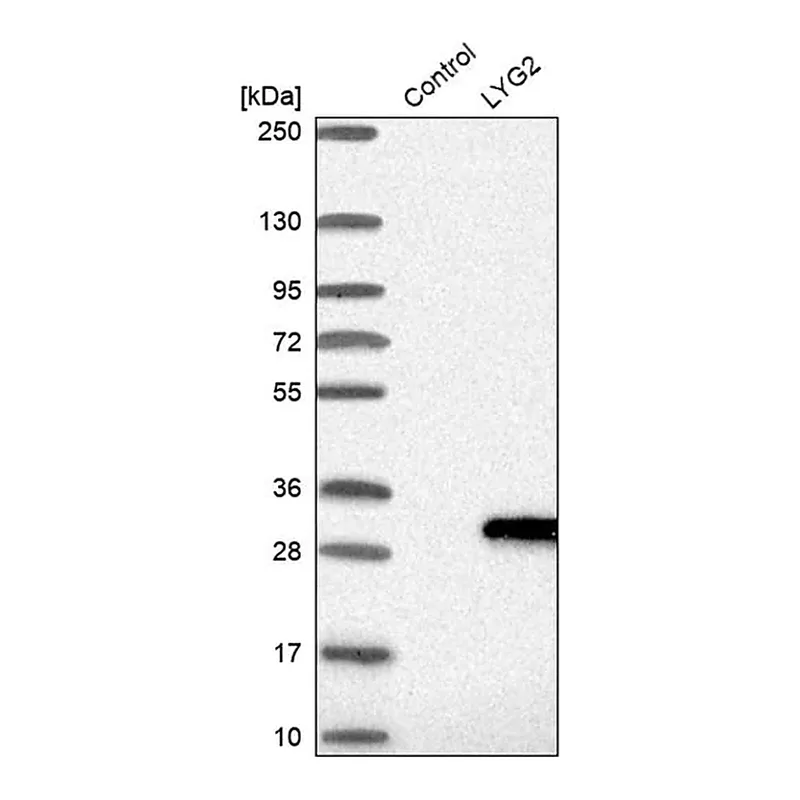 Merck Anti-LYG2 antibody produced in rabbit