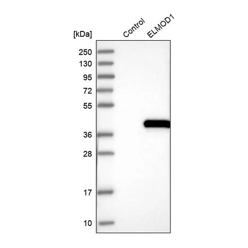 Merck Anti-ELMOD1 antibody produced in rabbit
