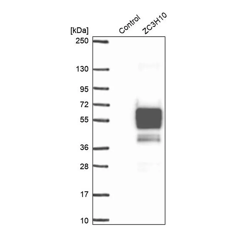Merck Anti-ZC3H10 antibody produced in rabbit