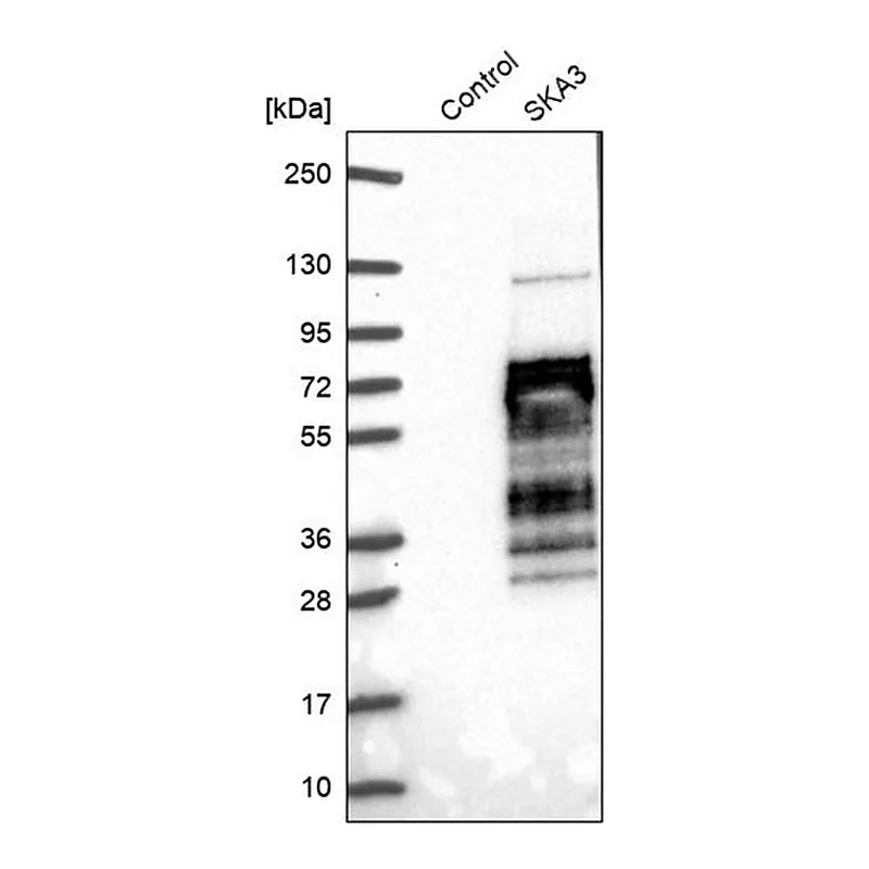 Merck Anti-SKA3 antibody produced in rabbit