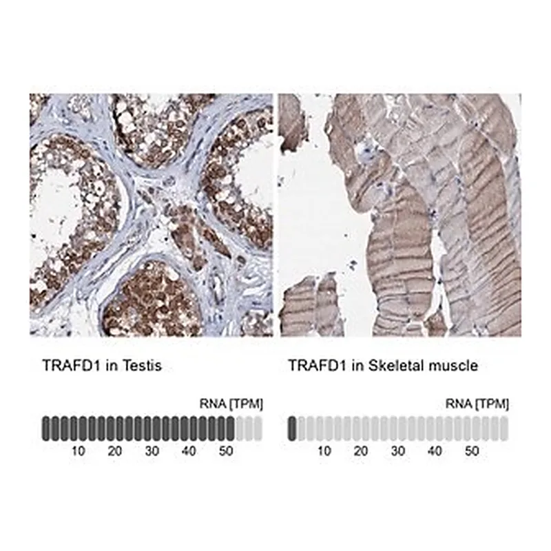 Merck Anti-TRAFD1 antibody produced in rabbit