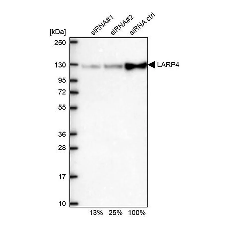 Merck Anti-LARP4 antibody produced in rabbit