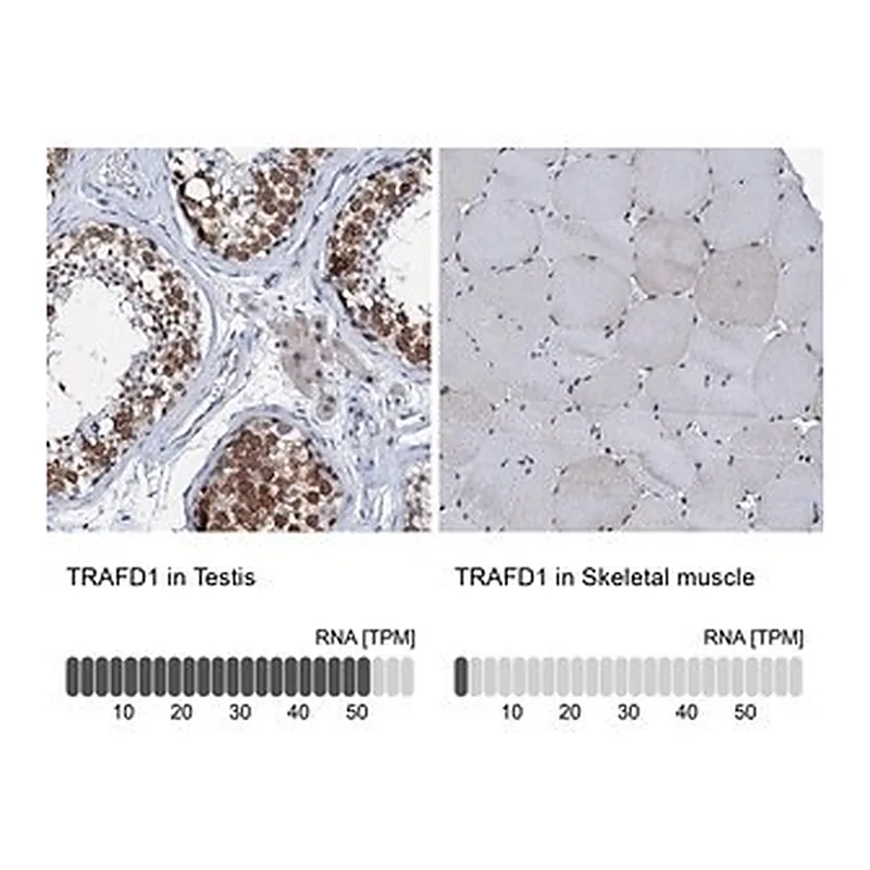 Merck Anti-TRAFD1 antibody produced in rabbit
