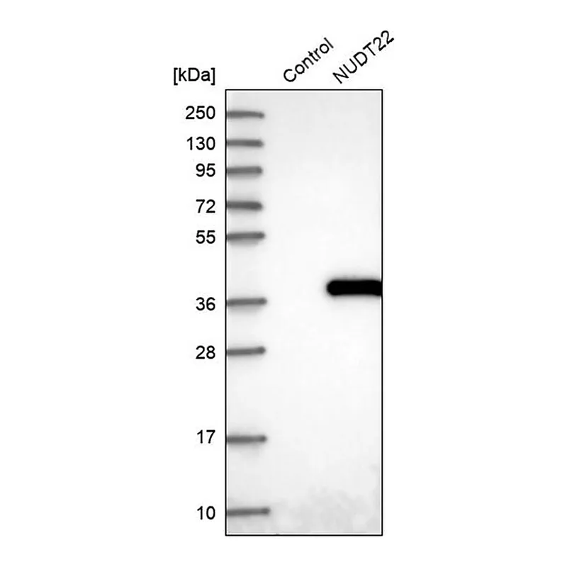 Merck Anti-NUDT22 antibody produced in rabbit