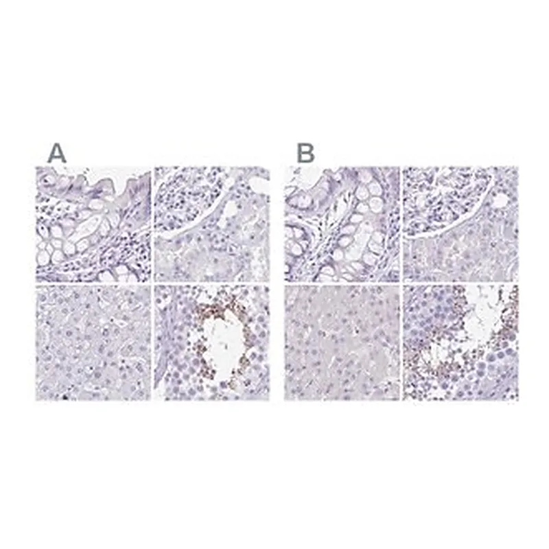 Merck Anti-SPERT antibody produced in rabbit
