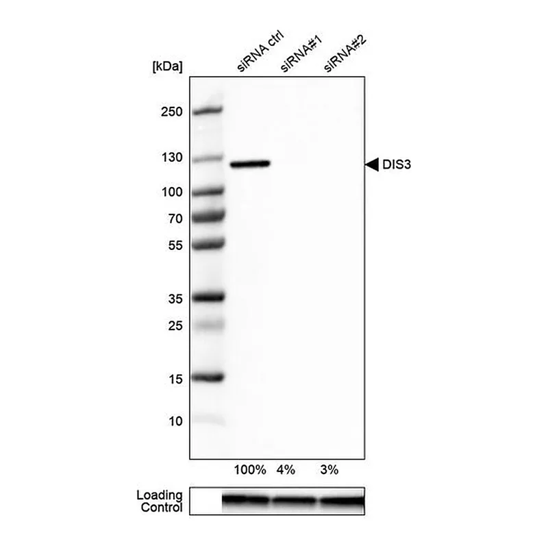 Merck Anti-DIS3 antibody produced in rabbit