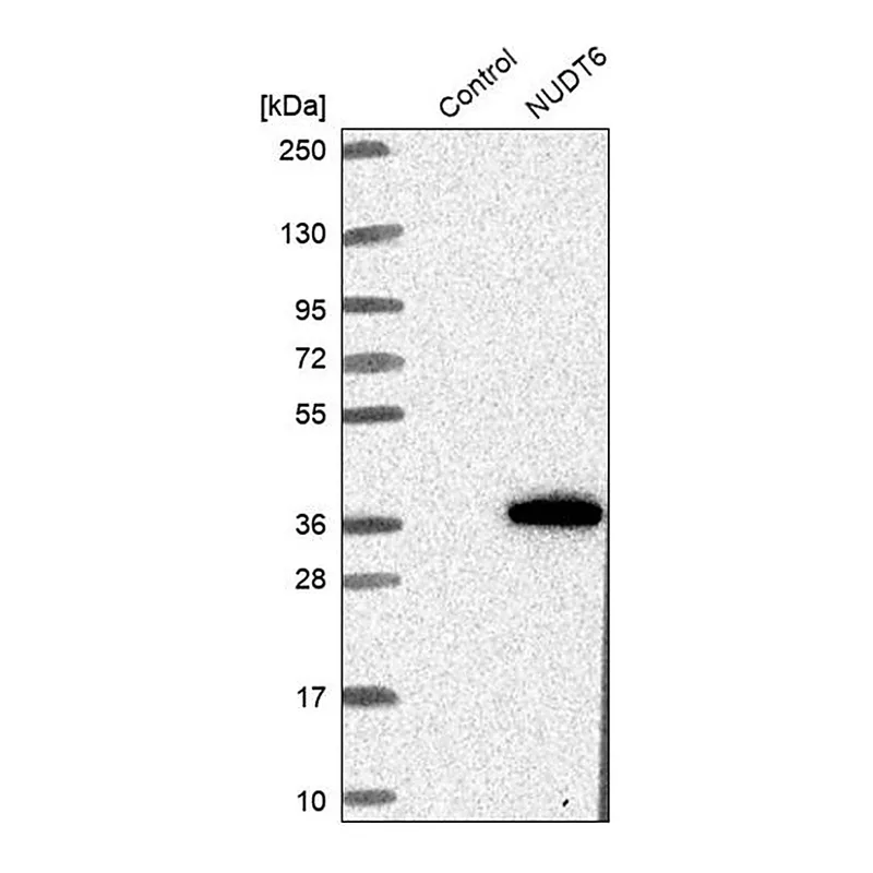 Merck Anti-NUDT6 antibody produced in rabbit