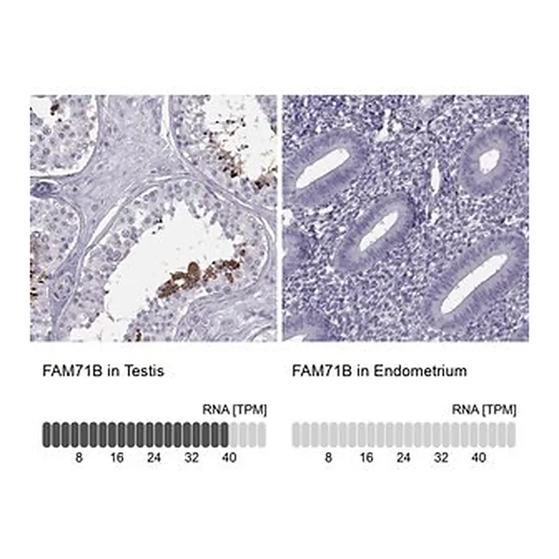 Merck Anti-FAM71B antibody produced in rabbit
